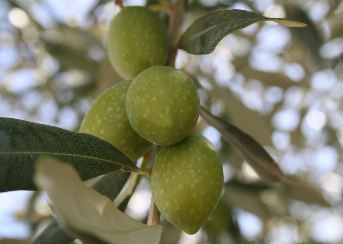 Olivenernte Insel Thassos