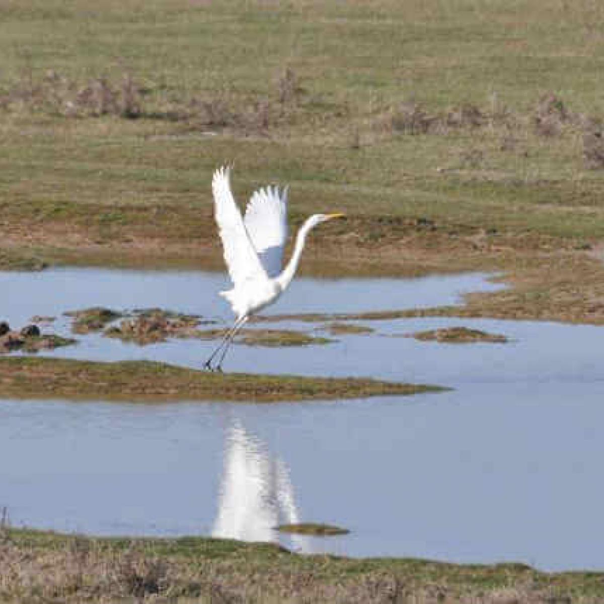 Bird Watching Vistonida & Ismarida Wetlands