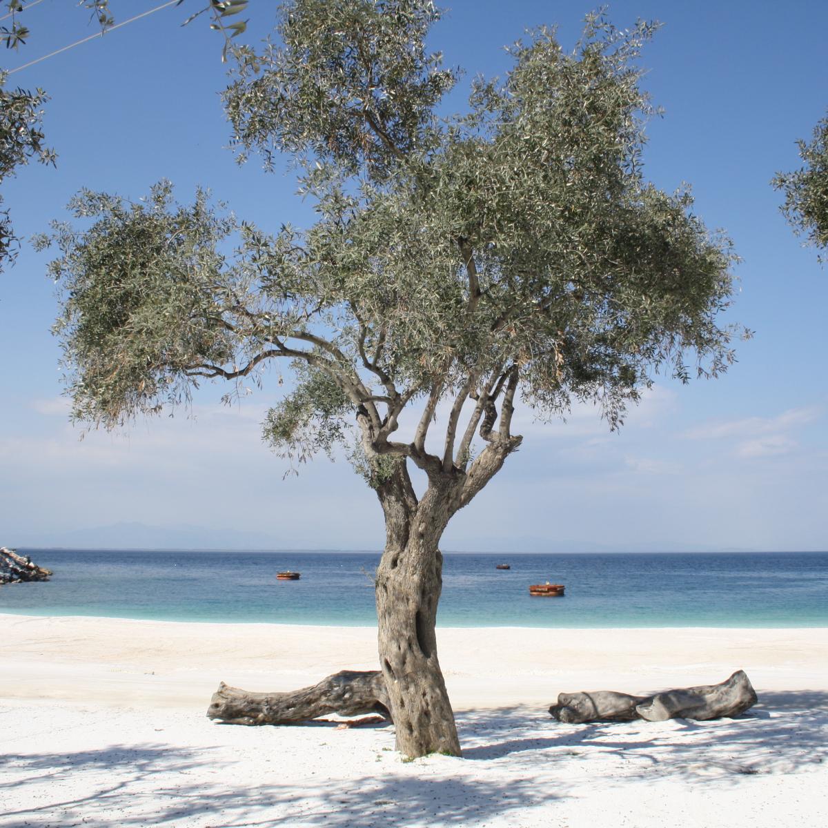 Thasos Island Olive Tree at Marble Beach